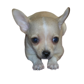 chihua1