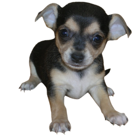 chihua2